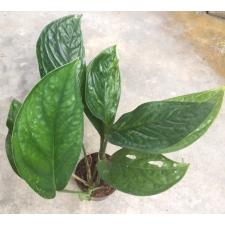 Monstera sp.(T04) Southern Thailand (S)