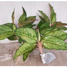 Aglaonema Frozen black A-27