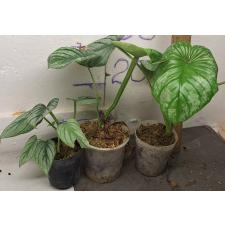 Филодендрон мамей / Philodendron mamei