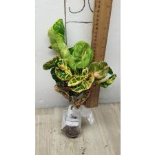 Codiaeum Sri Lom A54