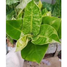 Philodendron moonlight variegated