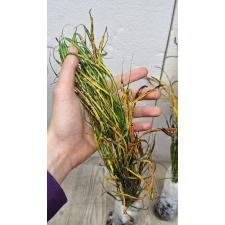 Codiaeum A59 Picasso