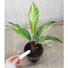 Anthurium variegated sp 9