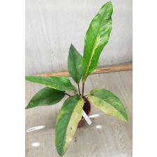 Anthurium variegated sp 3