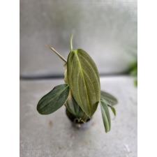 philodendron gigas  стакан Д 