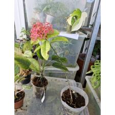 Ixora sp pink 450p