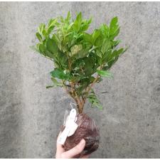 Murraya paniculata (white variegated) 328