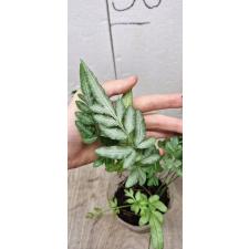 Pteris ensiformis victoriae 1100p