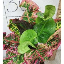 Кодиеум Ча ту ра Пхук пхи ман / Codiaeum Cha tu ra phuck phi man B-1