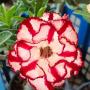 Adenium  EK 8482