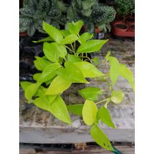 scindapsus lime