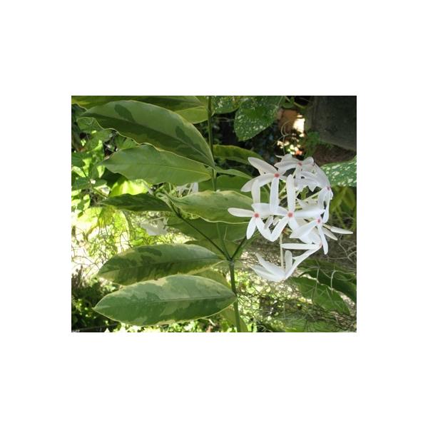 Иксора вид T04 альбомаргината (длинный лист) / Ixora sp.(T04) albomarginata (long leaf)