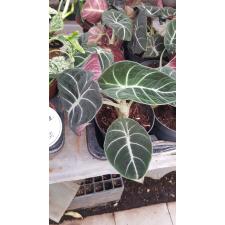 Alocasia 'black Velvet' 12 cm pot 01,02,22