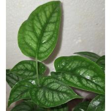 Монстера Сильтепекана / Monstera Siltepecana (S)