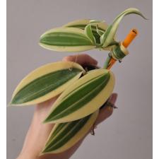 Ваниль планифолия альбомаргината / Vanilla planifolia albomarginata