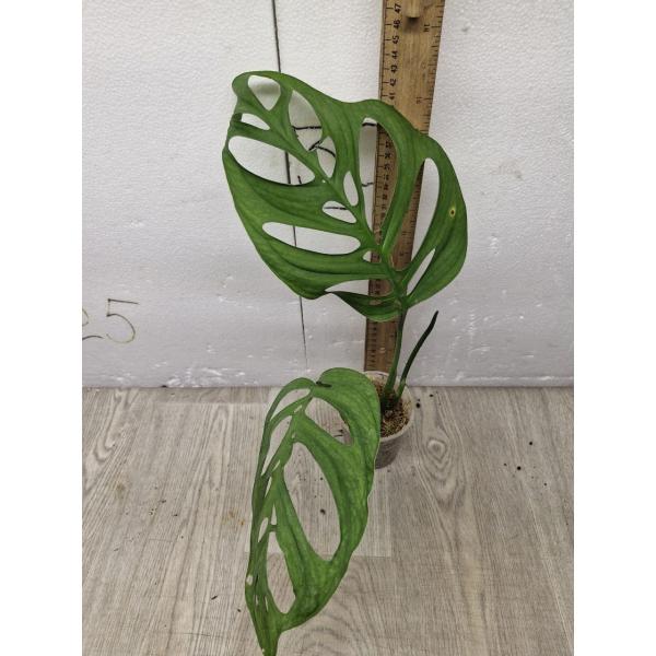 Monstera -  esqueleto 