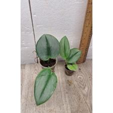 scindapsus pictus moonlight (S) pot