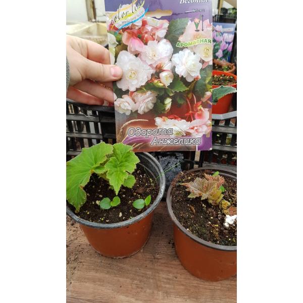 Бегония одората Анжелика / Begonia Odorata Angelique