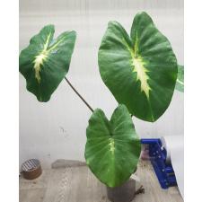 Colocasia White Lava. 132 по 2800р