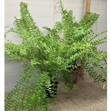 Нефролепис 'Фиштейл' / Nephrolepis 'fishtail' (М)