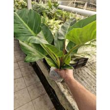 Philodendron imperial Green
