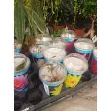 nimfea mix gold 350р