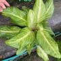 Aglaonema P-30 Yellow Mongkon