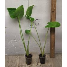 Zantedeschia. КАЛЛА ЭФИОПСКАЯ