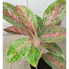 Аглаонема МонгколМани. / Aglaonema MongkolManee A-57