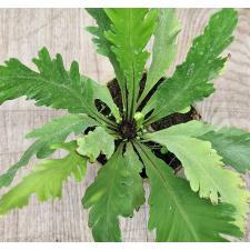 Асплениум Нидус "Кампио" / Asplenium Nidus 'campio'