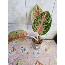 Aglaonema sp 7 - 500p