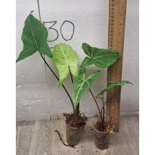 Syngonium (T26) Golden veination