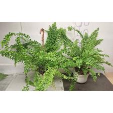 Нефролепис 'Фиштейл' / Nephrolepis 'fishtail' (М)