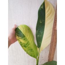 dieffenbachia sp Yellow variegated pot 1a