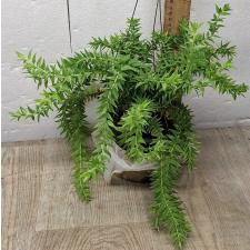 Хуперзия сп. номер 7 / huperzia sp no.7