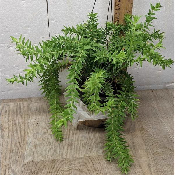 Хуперзия сп. номер 7 / huperzia sp no.7