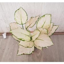 Aglaonema Super White A-40