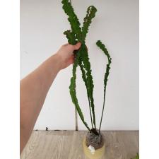 Microsorum sp.(T02) 175