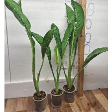 Диффенбахия Чешуя Дракона / Dieffenbachia Dragon Scale (M)