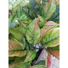Aglaonema Heng Heng - green A-28