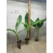 dieffenbachia sp Yellow variegated стакан