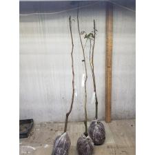 Nephelium lappaceum (Rambutan)(yellow fruit) 236