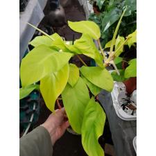 Philodendron 'malay Gold' 17 cm pot