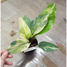 Anthurium variegated sp 10