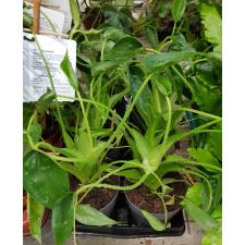 alocasia cucullata dwarf 11 cm pot 450р