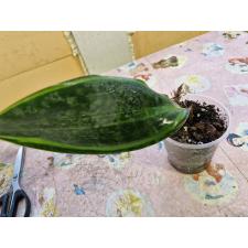Sansevieria masoniana variegata (T05)(USA clone) 1 lew стакан 800р