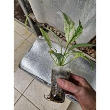 spathiphyllum sp variegata 900p