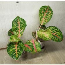 Aglaonema A-21 Boxing