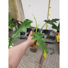 Philodendron magnificum в горшке 