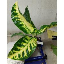 Codiaeum Pla Ngern 55